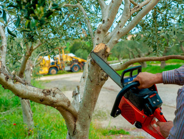 The Steps Involved in Our Tree Care Process in Five Points, NC